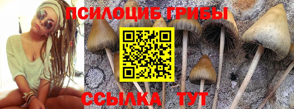 Галлюциногенные грибы мицелий  купить наркотик  Вход с VPN  Чехов  Псилоцибиновые грибы мицелий 